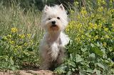 WESTIE 347